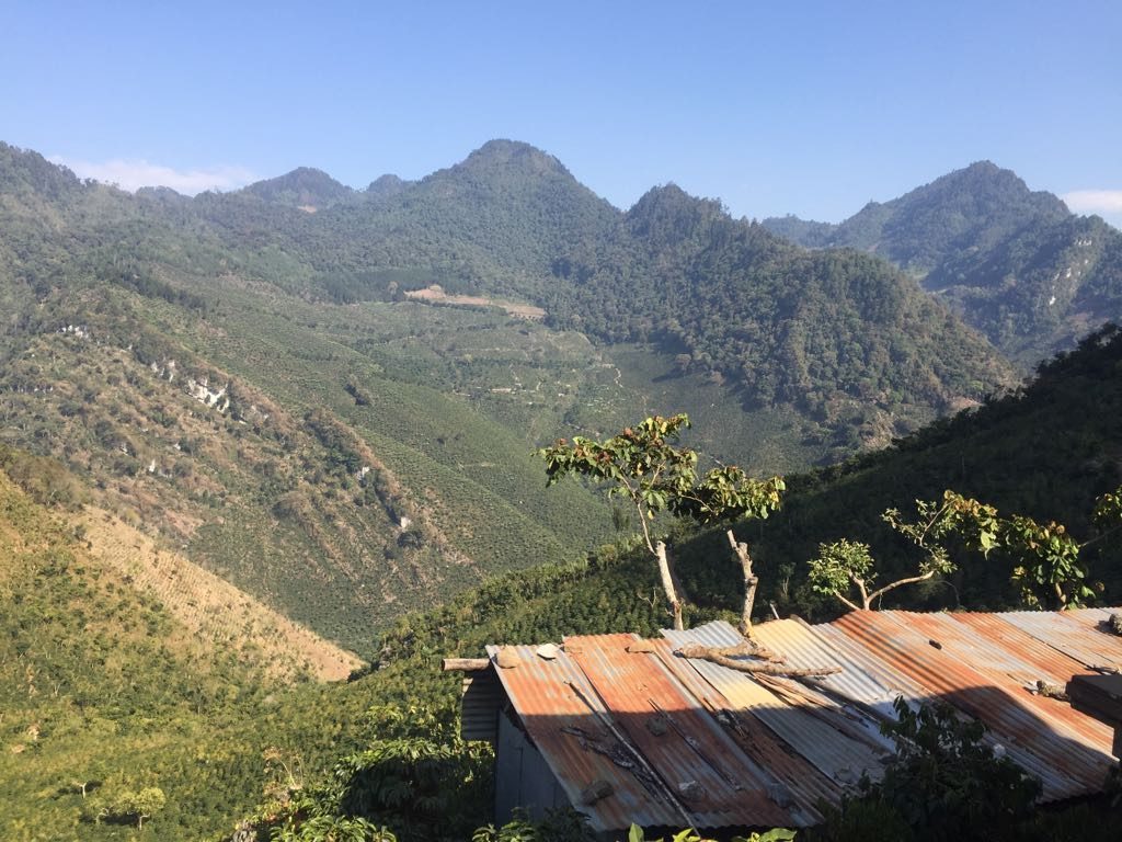 Três Marias Coffee - Guatemala La Ceiba - Tres Marias Coffee Company