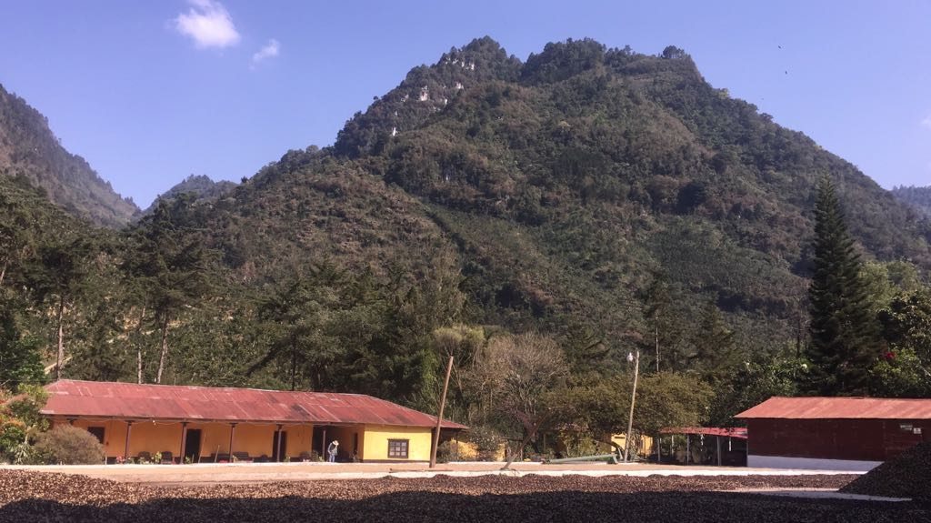 Três Marias Coffee - Guatemala La Ceiba - Tres Marias Coffee Company