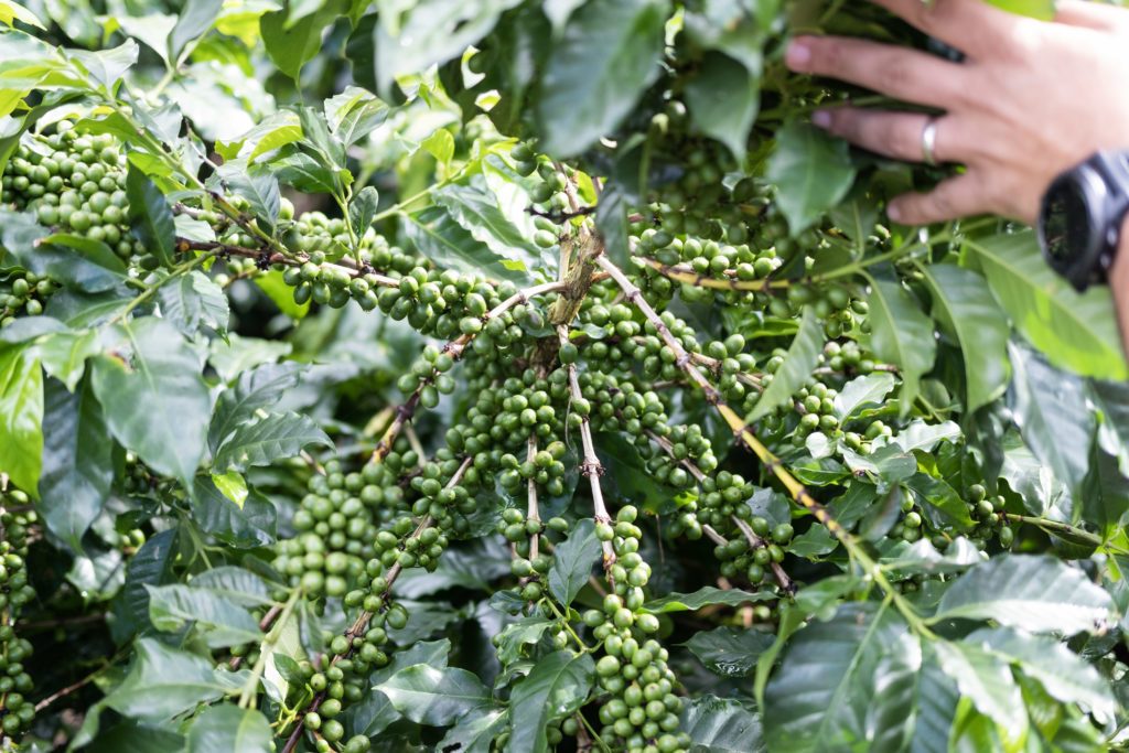 Três Marias Coffee - Guatemala La Ceiba - Tres Marias Coffee Company