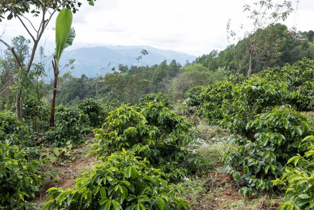 Três Marias Coffee - Guatemala La Ceiba - Tres Marias Coffee Company