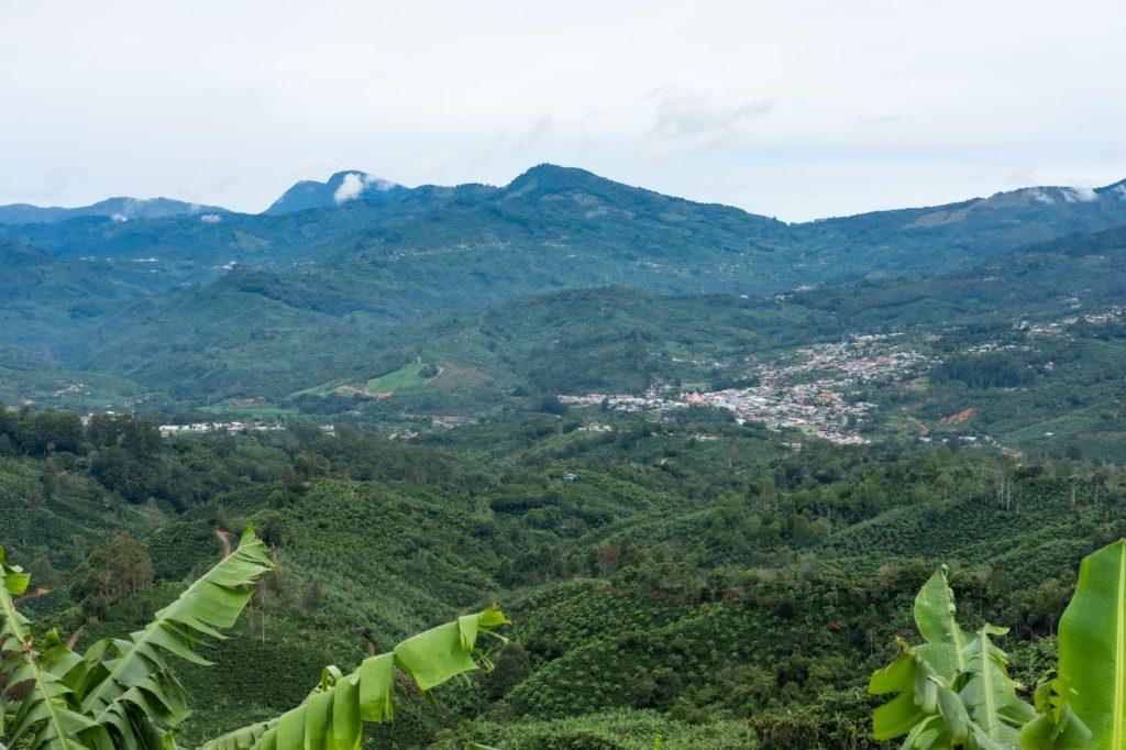 Três Marias Coffee - Costa Rica - Seis Familias - Honey - Tres Marias Coffee Company 