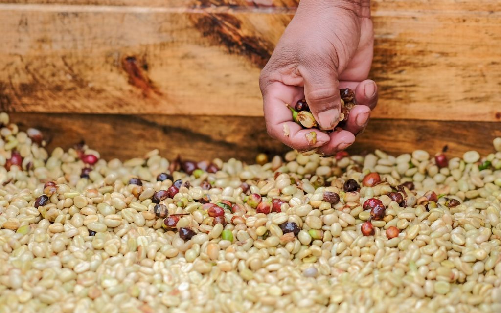 Três Marias Coffee - Nicaragua Santa Teresa de Mogoton Natural - Tres Marias Coffee Company