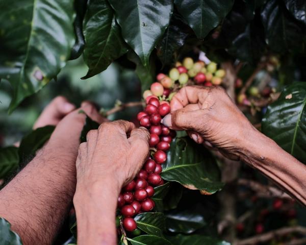 Três Marias Coffee - Nicaragua Santa Teresa de Mogoton Natural - Tres Marias Coffee Company