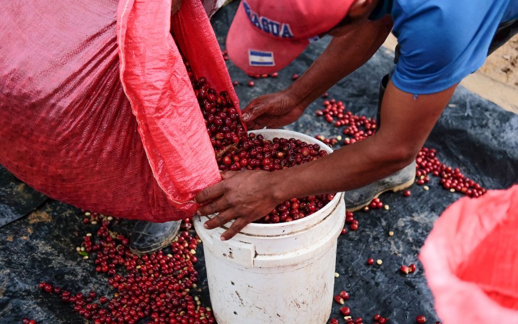 Três Marias Coffee - Nicaragua Santa Teresa de Mogoton Natural - Tres Marias Coffee Company 