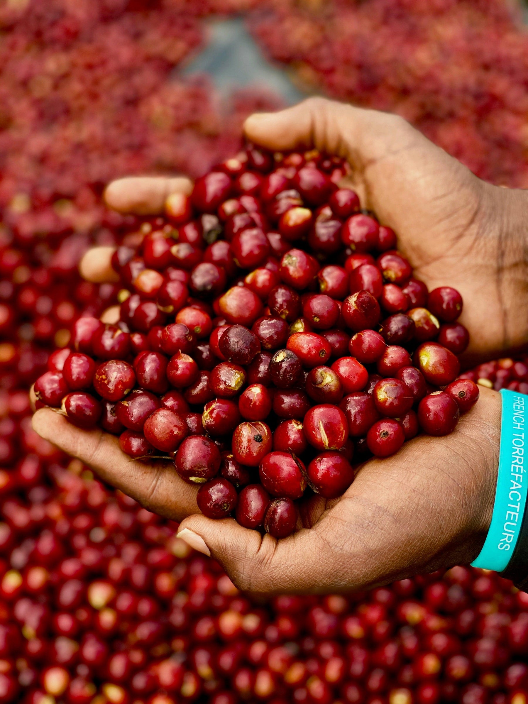 Três Marias Coffee - Ethiopia - Bombe Natural - Tres Marias Coffee Company