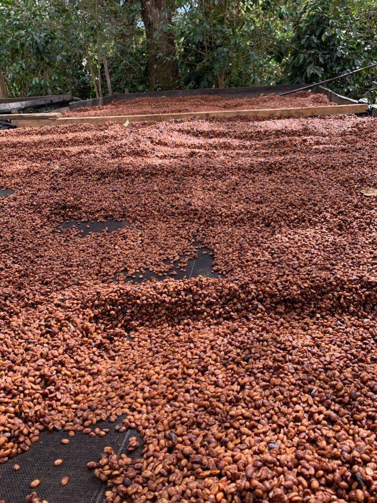 Três Marias Coffee - Costa Rica - Seis Familias - Honey - Tres Marias Coffee Company 