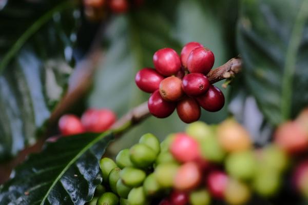 Três Marias Coffee - Nicaragua Santa Teresa de Mogoton Natural - Tres Marias Coffee Company