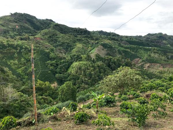 Três Marias Coffee - Colombia Palmera - Tres Marias Coffee Company