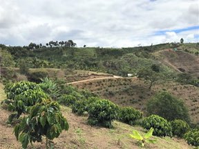 Três Marias Coffee - Colombia Palmera - Tres Marias Coffee Company 