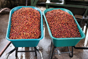 Três Marias Coffee - Costa Rica - Aquiares Esperanza - Anaerobic Natural - Tres Marias Coffee Company 