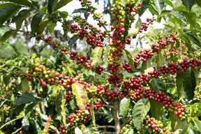 Três Marias Coffee - Costa Rica - Aquiares Esperanza - Anaerobic Natural - Tres Marias Coffee Company 