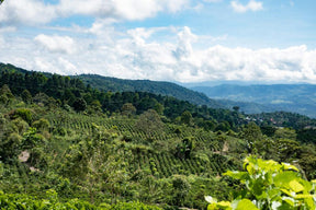 Três Marias Coffee - Costa Rica - Aquiares Esperanza - Anaerobic Natural - Tres Marias Coffee Company 