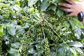 Três Marias Coffee - Guatemala La Ceiba - Tres Marias Coffee Company 