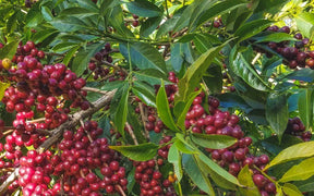 Três Marias Coffee - Ethiopia - Guji Shakiso Organic Natural - Tres Marias Coffee Company 