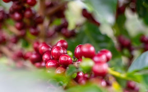 Três Marias Coffee - Brazil - Microlot Santa Inacia - Natural - Tres Marias Coffee Company 