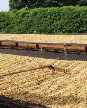 Tres Marias Coffee - Brazil - Fazenda Pantano - Natural - Tres Marias Coffee Company 