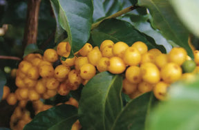 Tres Marias Coffee - Brazil - Fazenda Pantano - Natural - Tres Marias Coffee Company 
