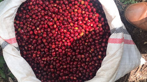 Três Marias Coffee - Ethiopia - Guji Shakiso Organic Natural - Tres Marias Coffee Company 