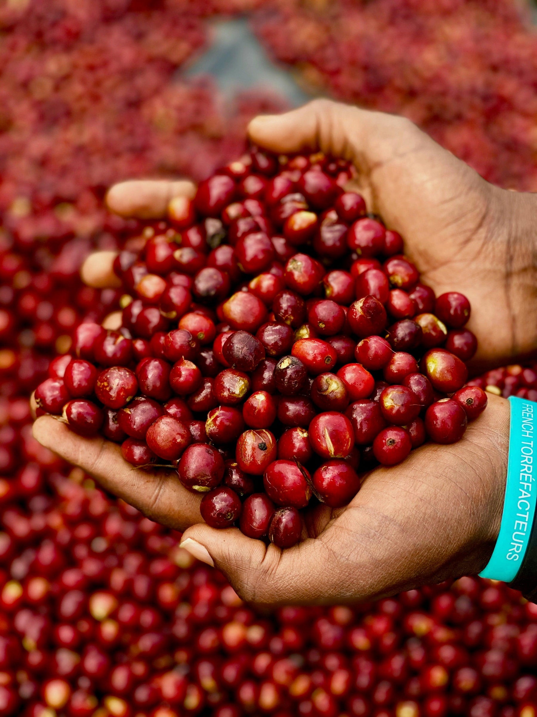 Três Marias Coffee - Ethiopia - Bombe Natural - Tres Marias Coffee Company 