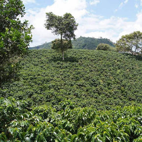 Três Marias Coffee - Colombia La Guamera Honey - Tres Marias Coffee Company 