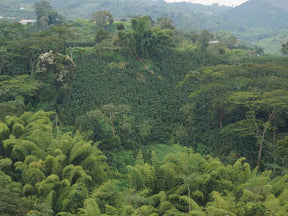 Três Marias Coffee - Colombia La Guamera Honey - Tres Marias Coffee Company 