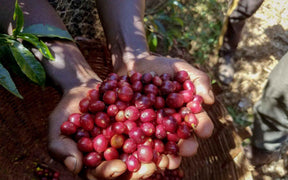 Três Marias Coffee - Ethiopia - Guji Shakiso Organic Natural - Tres Marias Coffee Company 