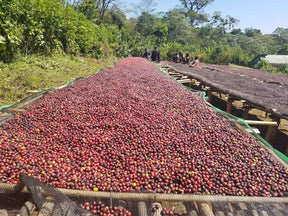 Três Marias Coffee - Ethiopia - Guji Shakiso Organic Natural - Tres Marias Coffee Company 