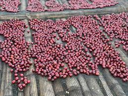 Três Marias Coffee - Ethiopia - Gedeb Worka - Slow Dry Natural - Tres Marias Coffee Company 