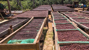Três Marias Coffee - El Salvador Santa Matilde - Tres Marias Coffee Company 