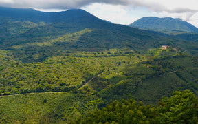 Três Marias Coffee - El Salvador Santa Matilde - Tres Marias Coffee Company 
